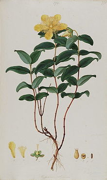 Hypericum calycinum - Bauer.jpg