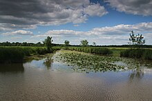 Photographie d'un canal au milieu de champs ; des lentilles d'eau.