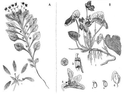 A—VIOLA CINEREA, BOISS. B—VIOLA ODORATA, LINN.