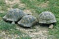 Türkei: Fremdgehende griechische Landschildkröten