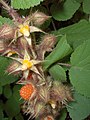 Japanese Wineberry (2996141011).jpg