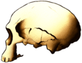 Cráneo neandertaloide de Jebel Irhoud (Marruecos).