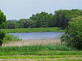 Artificial pond near Selnica