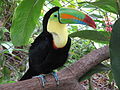 Keel-billed toucan (Ramphastos sulfuratus)