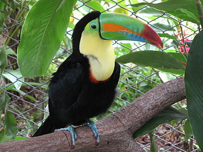 Sulfurbrusta tukano Ramphastos sulfuratus