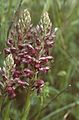 Orchis coriophora