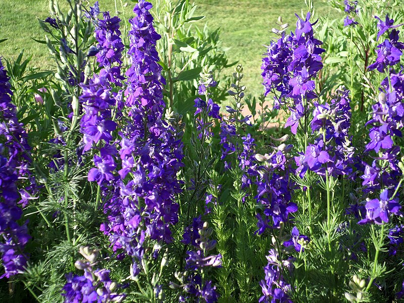 July Birth Flower: Larkspur