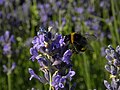 Lavendel mit Hummel