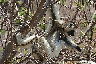 Sifaka i Isalo nationalpark