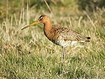 Limosa limosa (Уиткерке) .jpg