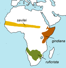Мапа поширення чубатих дрохв: ареал дрохви сахелевої позначено жовтим кольором