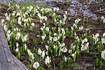 岐阜県天然記念物「蛭ヶ野高層湿原植物群落」のミズバショウ