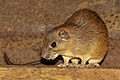 Ferreira's spiny tree-rat