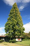 Metasequoia dans son habitat naturel au Japon