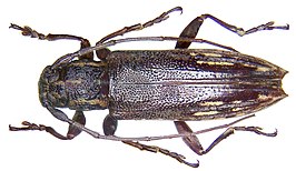 Ichthyodes surigaonis