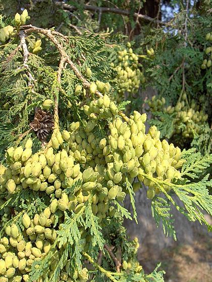 A White Cedar