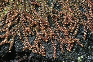 Nowellia curvifolia