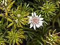 Olearia ballii