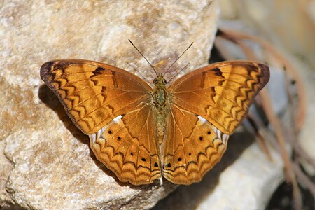 Dorsal view (female)