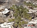 Opuntia dulcis near Artesia, New Mexico