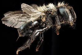 Osmia paradisica