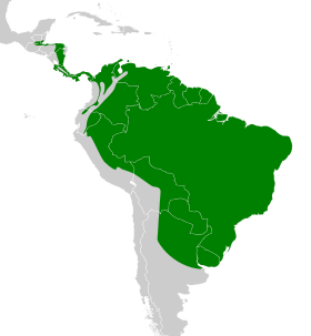 Distribución geográfica del anambé aliblanco.