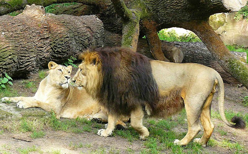 http://upload.wikimedia.org/wikipedia/commons/thumb/4/47/Panthera_leo_persica_Nuremberg_Zoo.JPG/800px-Panthera_leo_persica_Nuremberg_Zoo.JPG