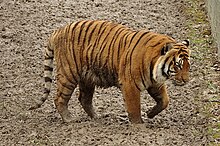 Panthera tigris jacksoni at Parc des Félins 04.jpg
