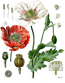 Papaver somniferum - Köhler – s Medizinal-Pflanzen-102.jpg