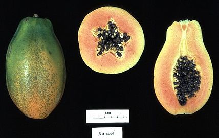 Carica papaya]]