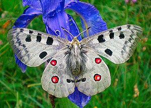 Η πεταλούδα Parnassius apollo