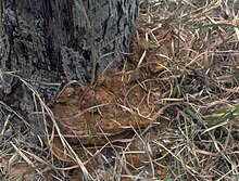 Phellinus gilvus.jpg