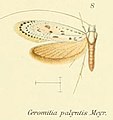 Ceromitia palyntis (Nematopogoninae)