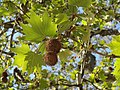 Frutti di platano, composti da numerosi acheni