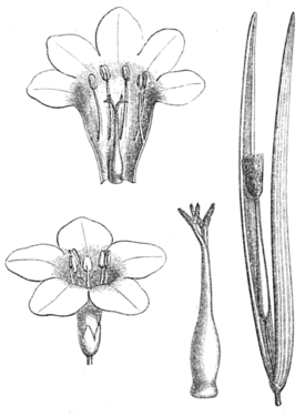 Plocosperma buxifolium