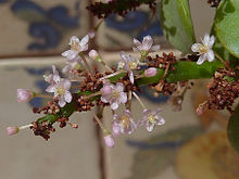 Портулакария afra-flowers-1.JPG