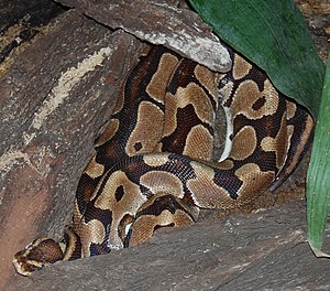 Könangspython (Python regius) NT - near threatened (nai bi trüüwet)