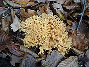 Ramaria aurea (Schaeff.) Quél., 1888