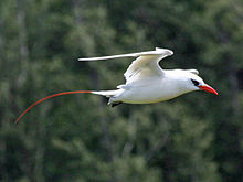 flying white bird with red bill and long red tail feathers