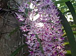 Flowers of Rhynchostylis retusa