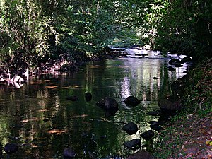 English: River under the Trees The River Erme ...