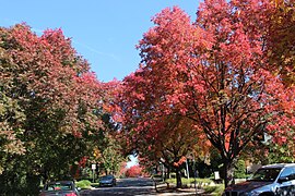 Robe Street, Deakin, Canberra.JPG