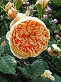 «Crown Princess Margareta», 1991