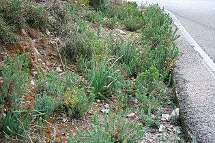 Euphorbia pithyusa creciendo en el arcén de la carretera del Coll de Sóller.