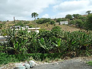 Plantations près de São Domingos.