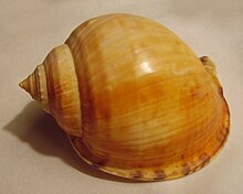 Semicassis pyrum (top).JPG