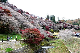 川見四季桜の里