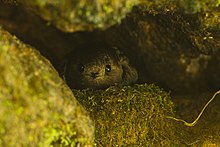 upright=1.1 alt=Description de l'image Sooty Swift at nest - Intervales NP - Brazil S4E0547 (12812168335).jpg.