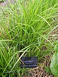 Miniatura para Cyperus esculentus