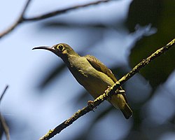 Spectacled-spiderhunter.jpg